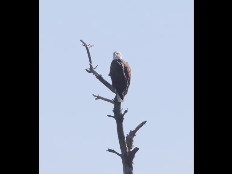 A bald eagle at the Sudbury Reservoir in Southborough, photographed by Steve Forman.
