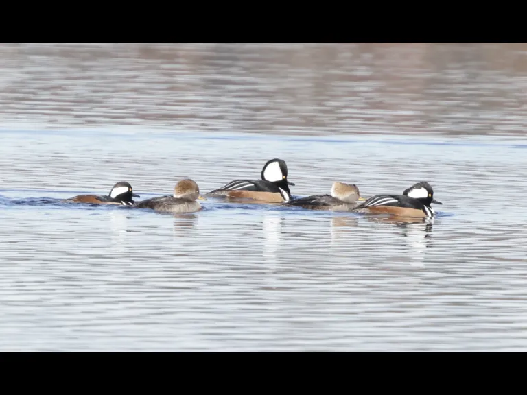 Hooded mergansers at the Sudbury Reservoir in Southborough, photographed by Steve Forman.