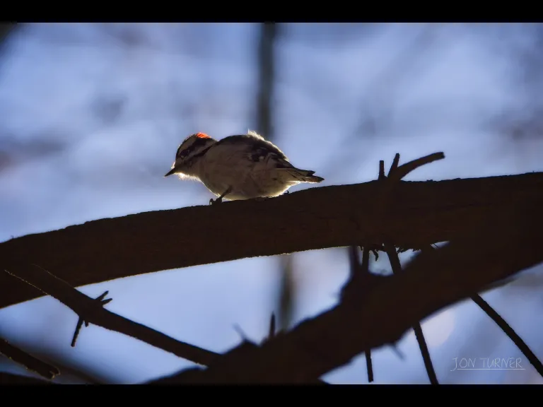 A downy woodpecker in Stow, photographed by Jon Turner.