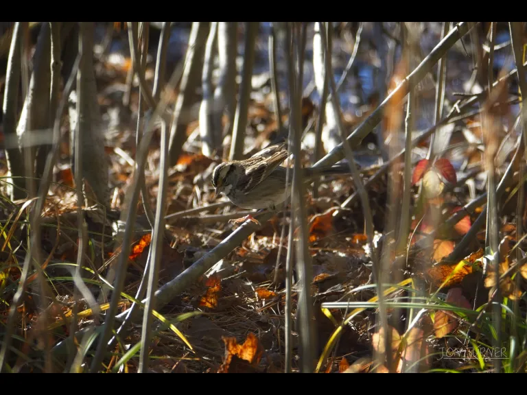 A white-throated sparrow in Stow, photographed by Jon Turner.