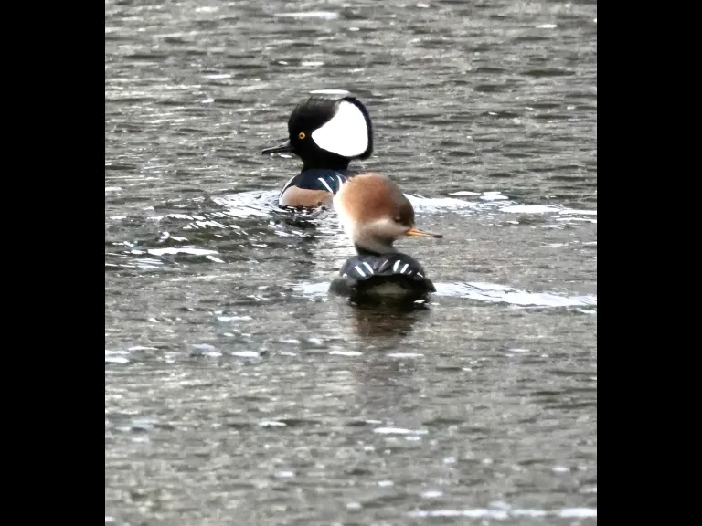 Hooded mergansers at the Sudbury Reservoir in Southborough, photographed by Steve Forman.
