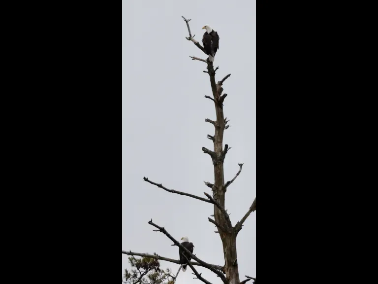 Bald eagles at the Sudbury Reservoir in Southborough, photographed by Steve Forman.