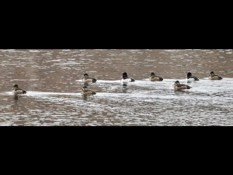 Ring-necked ducks at the Sudbury Reservoir in Southborough, photographed by Steve Forman.