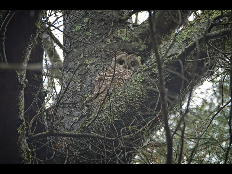 A barred owl at Horse Meadows Knoll in Harvard, photographed by Jon Turner.