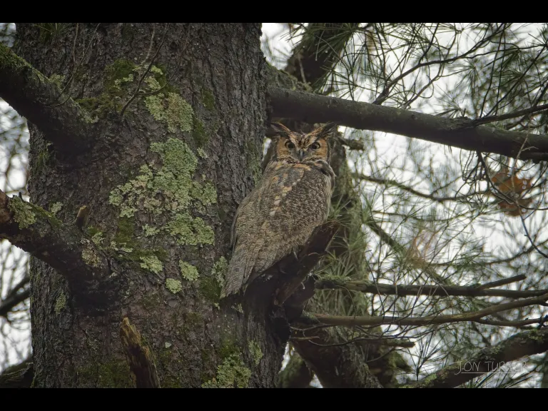 A great horned owl at Horse Meadows Knoll in Harvard, photographed by Jon Turner.