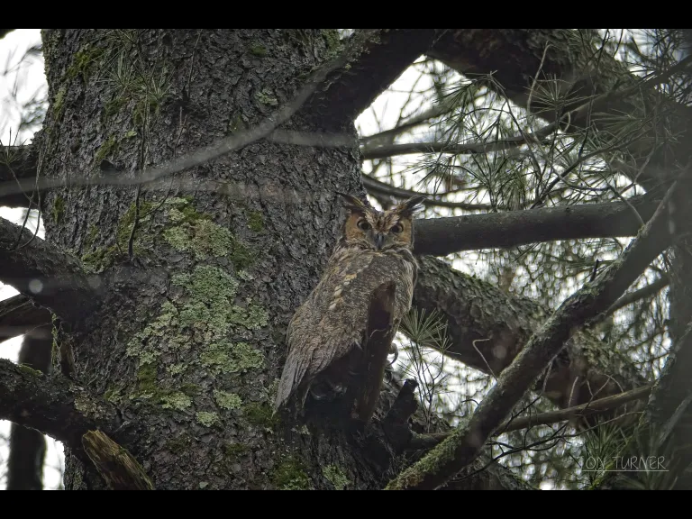 A great horned owl at Horse Meadows Knoll in Harvard, photographed by Jon Turner.