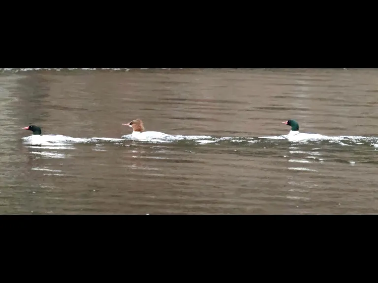 Common mergansers on the Sudbury Reservoir in Southborough, photographed by Steve Forman.
