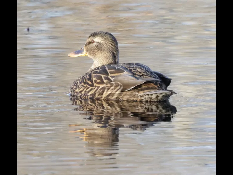 A mallard at Bruce's Pond in Hudson, photographed by Steve Forman.