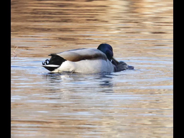 Mallards at Bruce's Pond in Hudson, photographed by Steve Forman.