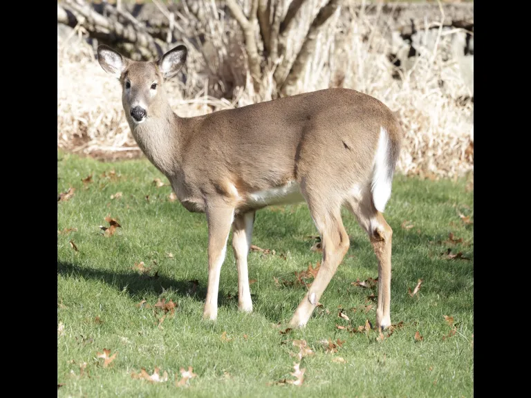 A white-tailed deer in Framingham, photographed by Steve Forman.
