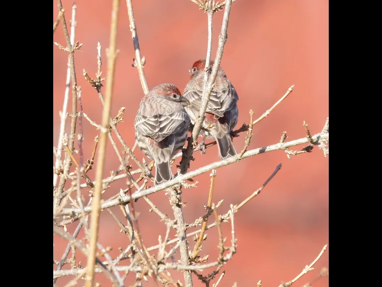 House finches at Breakneck Hill Conservation Land in Southborough, photographed by Steve Forman.