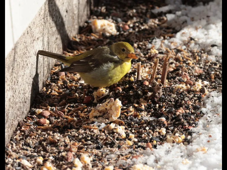 A western tanager in Framingham, photographed by Eileen Aronson.