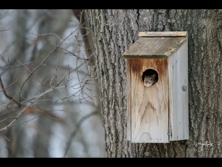 A gray squirrel in a bird house in Westborough, photographed by Nancy Wright.