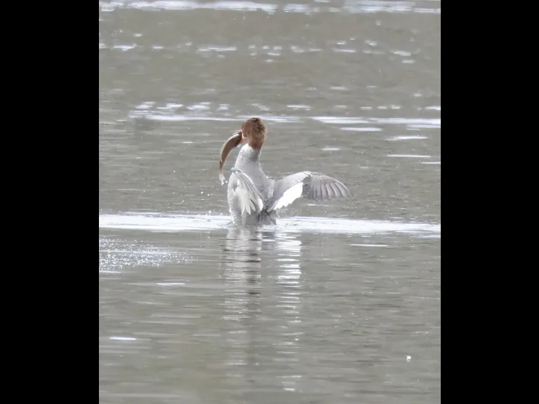 A common merganser at Hager Pond in Marlborough, photographed by Steve Forman.