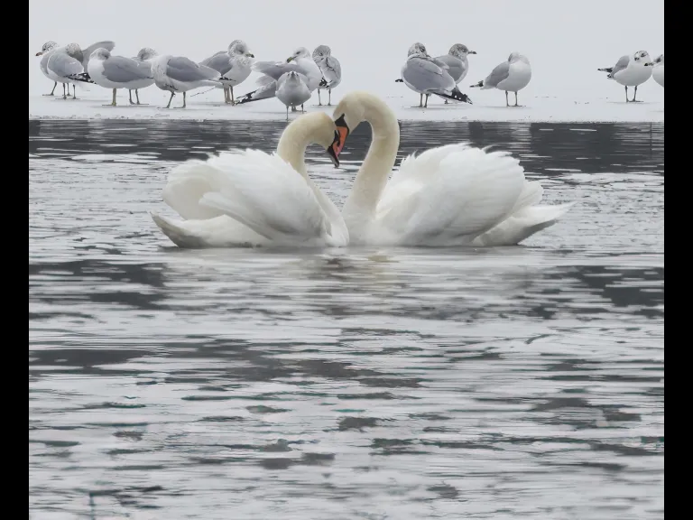 Mute swans at Hager Pond in Marlborough, photographed by Steve Forman.