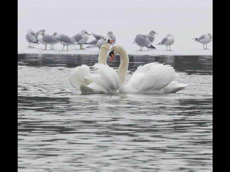 Mute swans at Hager Pond in Marlborough, photographed by Steve Forman.