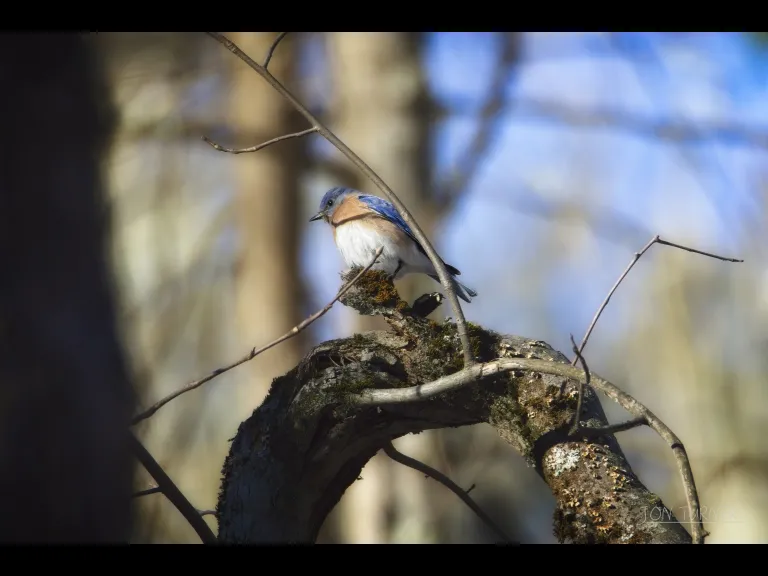An eastern bluebird at Horse Meadows Knoll in Harvard, photographed by Jon Turner.