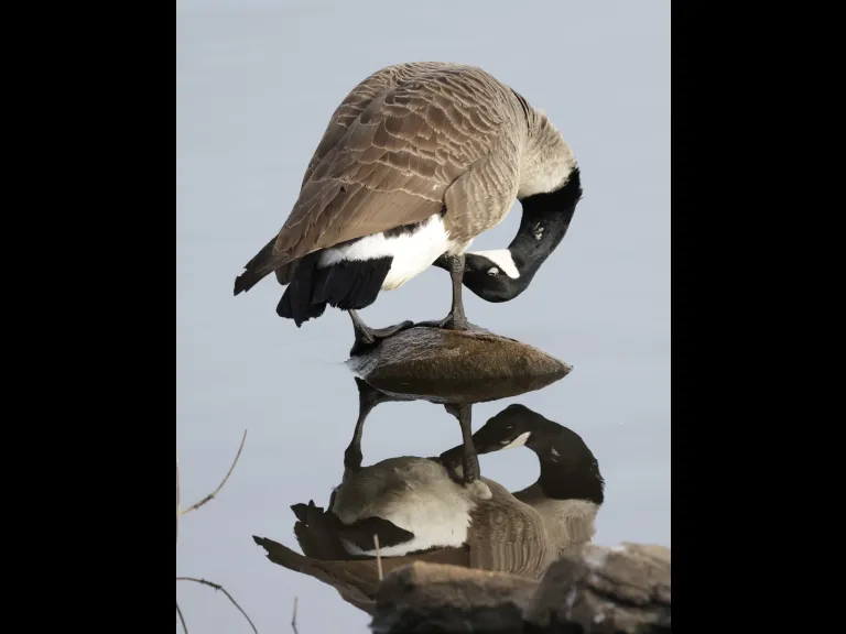 A Canada goose at Hager Pond in Marlborough, photographed by Steve Forman.