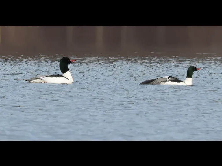 Common mergansers on the Sudbury Reservoir in Southborough, photographed by Steve Forman.