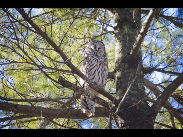 A barred owl in Bolton, photographed by Jon Turner.