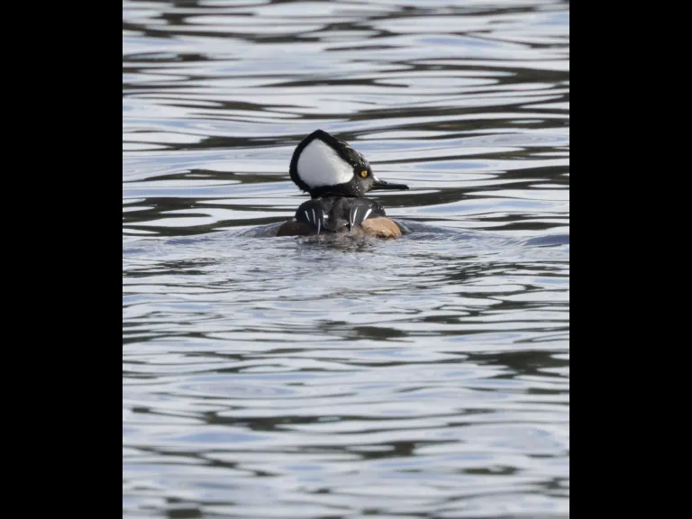 A hooded merganser at Hager Pond in Marlborough, photographed by Steve Forman.