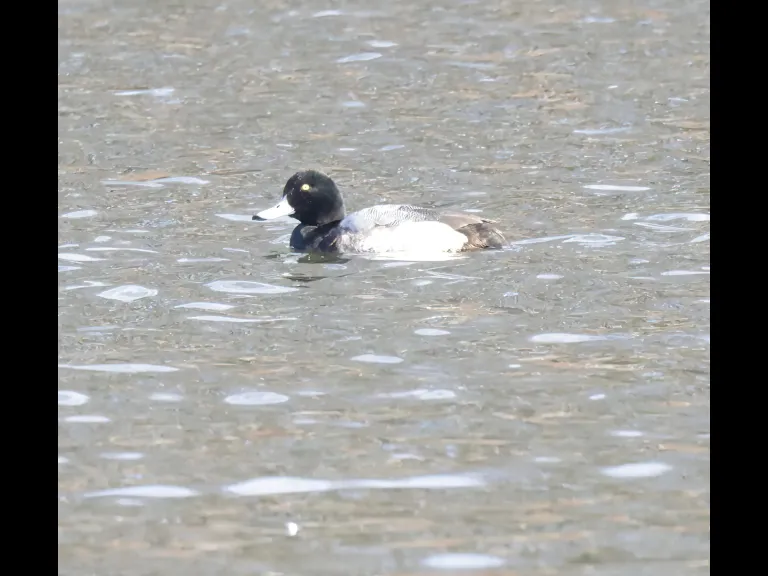 A greater scaup at Hager Pond in Marlborough, photographed by Steve Forman.