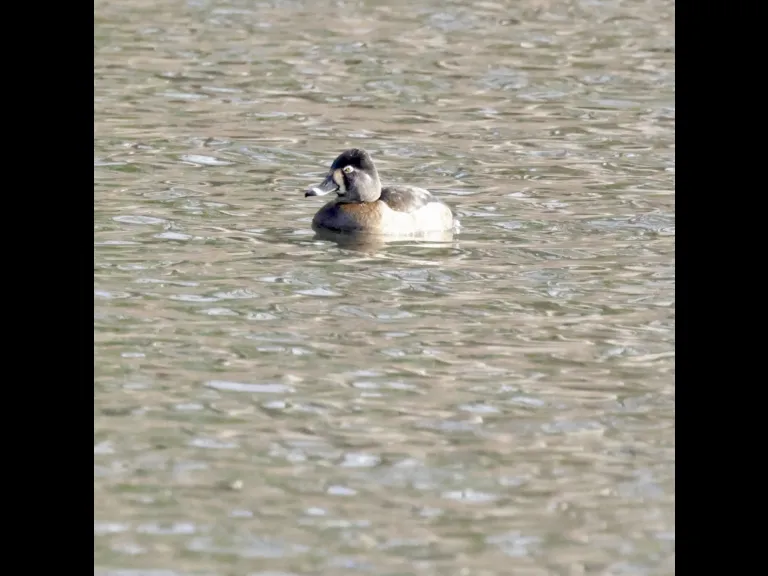 A ring-necked duck at Hager Pond in Marlborough, photographed by Steve Forman.