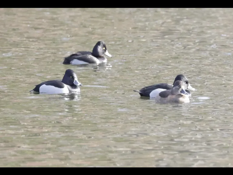 Ring-necked ducks at Hager Pond in Marlborough, photographed by Steve Forman.