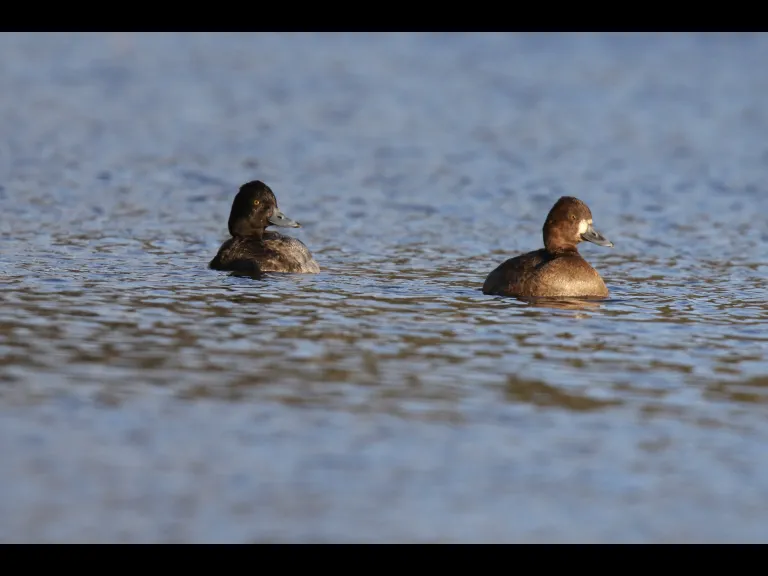 Lesser scaup at Hager Pond in Marlborough, photographed by Sue Feldberg.