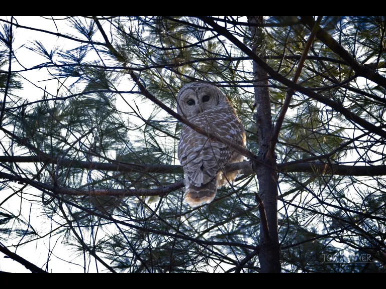 A barred owl at Horse Meadows Knoll in Harvard, photographed by Jon Turner.