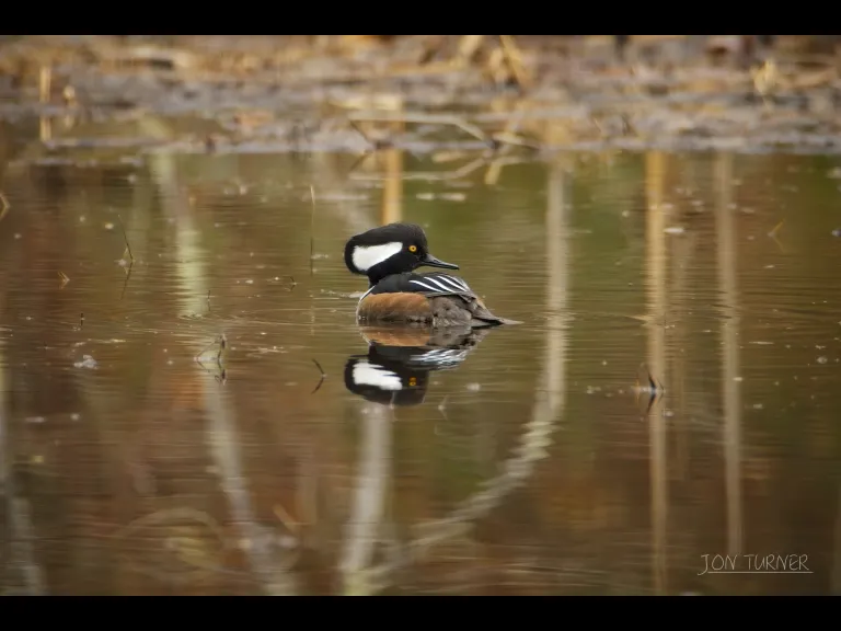 A hooded merganser in Harvard, photographed by Jon Turner.