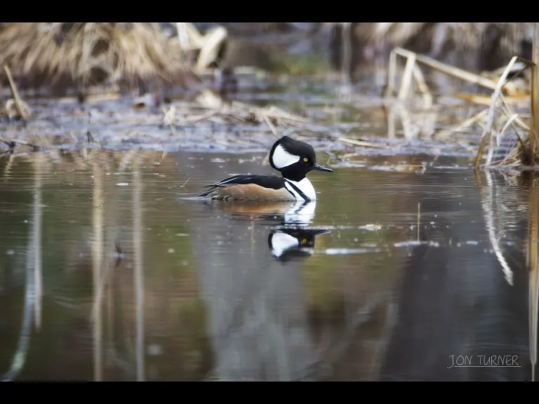 A hooded merganser in Harvard, photographed by Jon Turner.