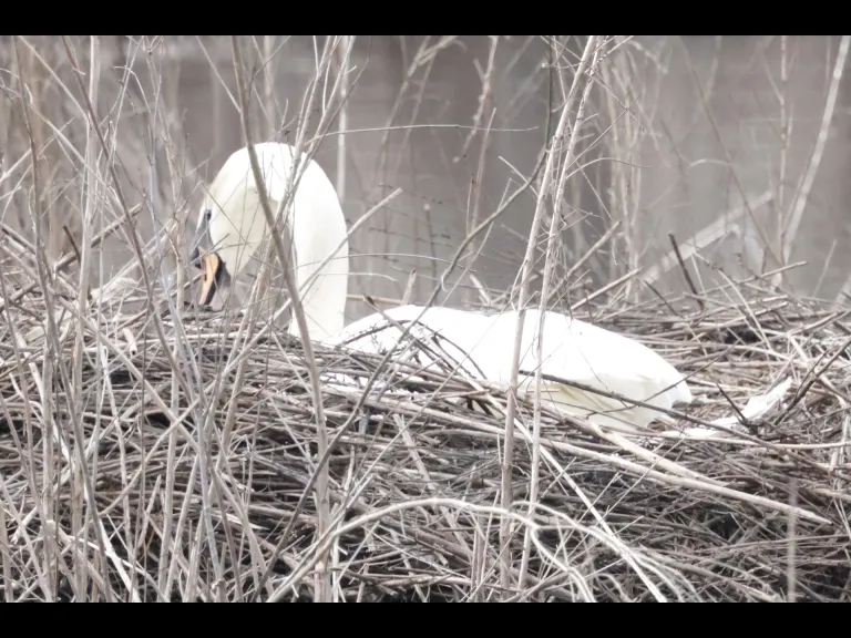 A mute swan at Bruce's Pond in Hudson, photographed by Steve Forman.