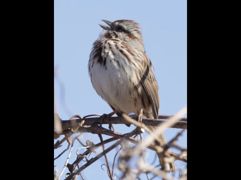 A song sparrow at Breakneck Hill Conservation Land in Southborough, photographed by Steve Forman.