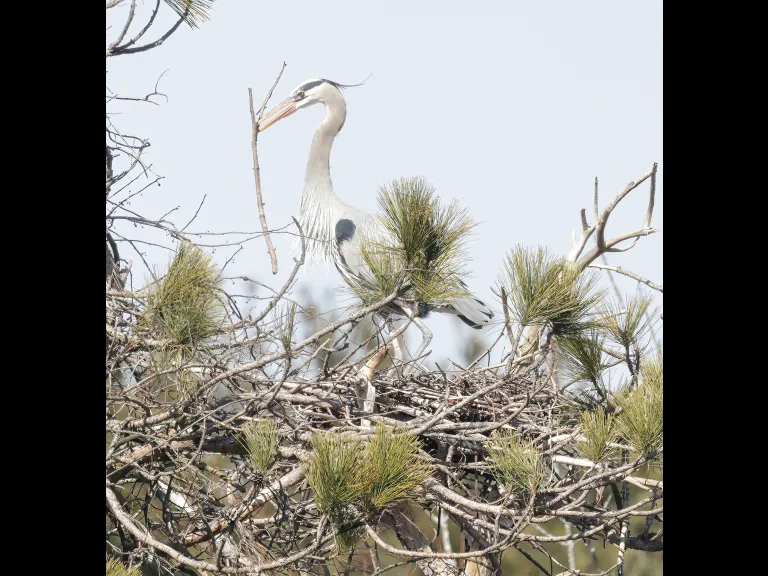 A great blue heron at a nest in Southborough, photographed by Steve Forman.