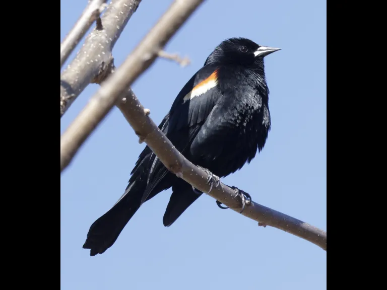 A red-winged blackbird at Breakneck Hill Conservation Land in Southborough, photographed by Steve Forman.