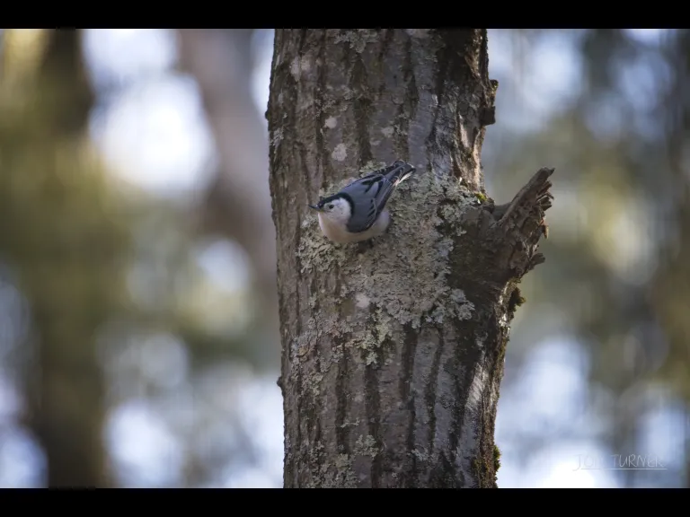 A white-breasted nuthatch in Harvard, photographed by Jon Turner.