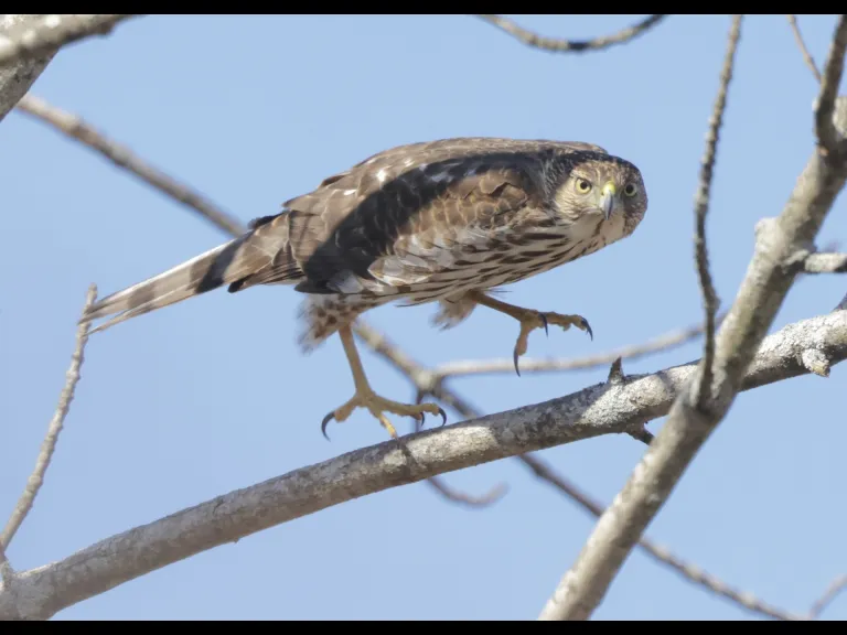 A Cooper's hawk at Breakneck Hill Conservation Land in Southborough, photographed by Steve Forman.