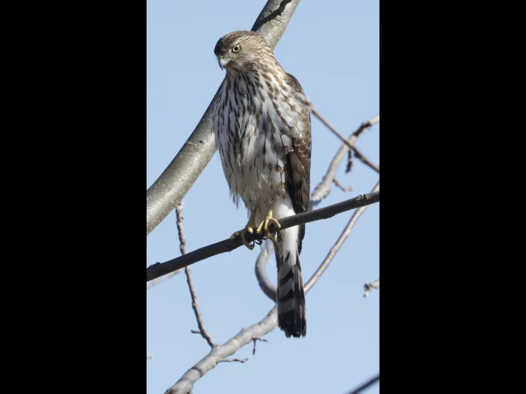 A Cooper's hawk at Breakneck Hill Conservation Land in Southborough, photographed by Steve Forman.