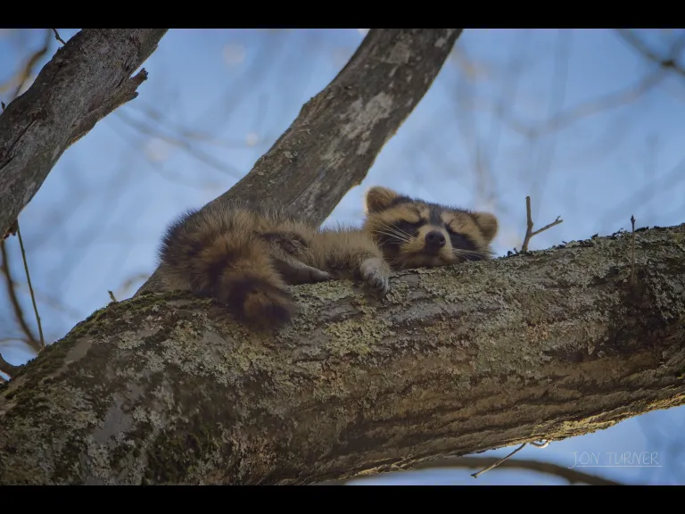 A raccoon sleeping in a tree along the Small Trail in Harvard, photographed by Jon Turner.