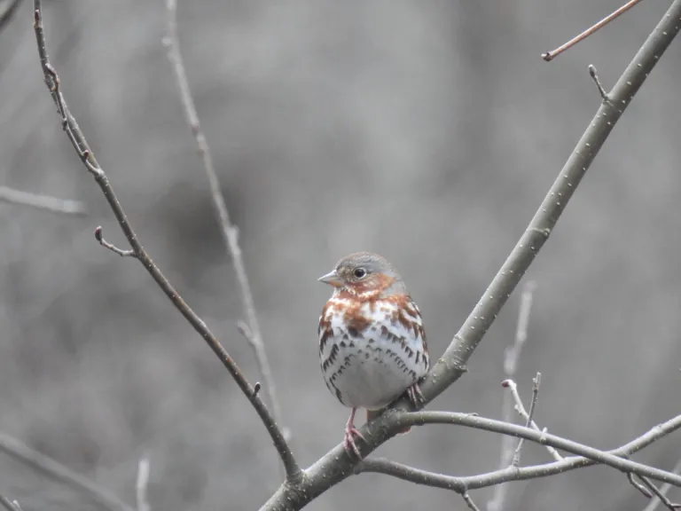 A fox sparrow at Baiting Brook-Welch in Framingham, photographed by Mike Perrin.