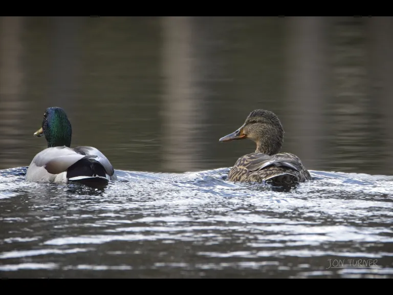 Mallards at Horse Meadows Knoll in Harvard, photographed by Jon Turner.