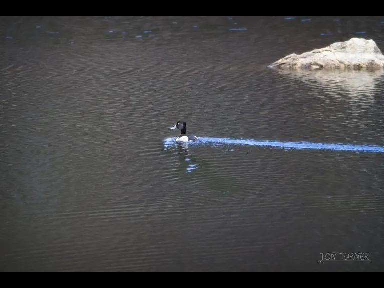 A ring-necked duck at Horse Meadows Knoll in Harvard, photographed by Jon Turner.