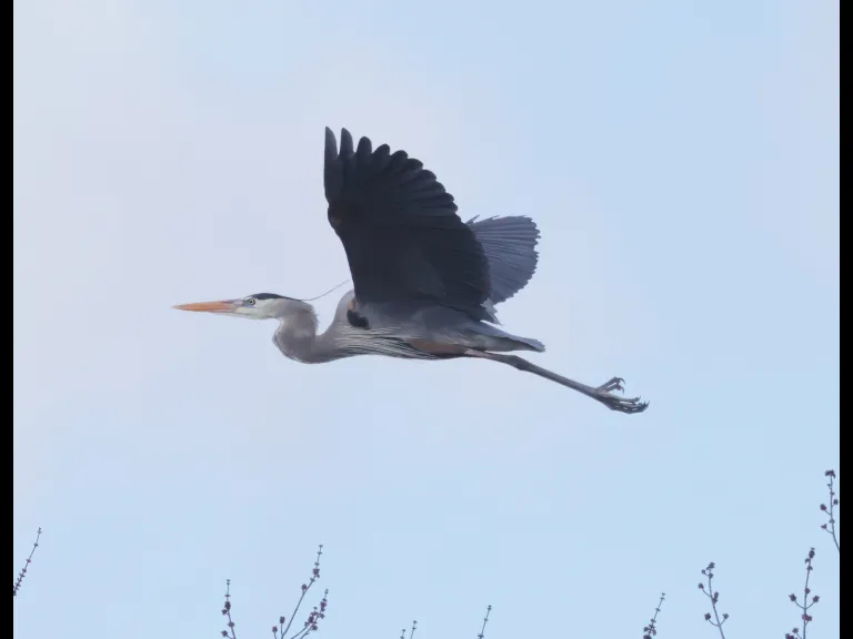 A great blue heron in Southborough, photographed by Steve Forman.