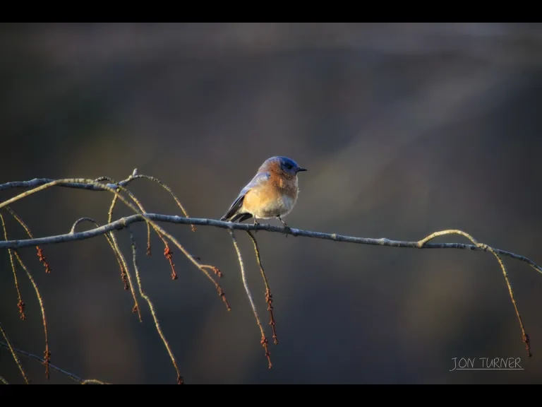 An eastern bluebird at Flagg Hill in Boxborough, photographed by Jon Turner.