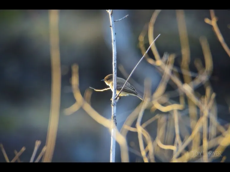 An eastern phoebe at Flagg Hill in Boxborough, photographed by Jon Turner.