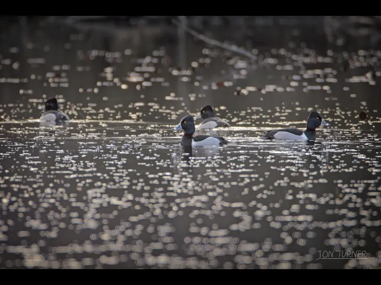 Ring-necked ducks at Flagg Hill in Boxborough, photographed by Jon Turner.