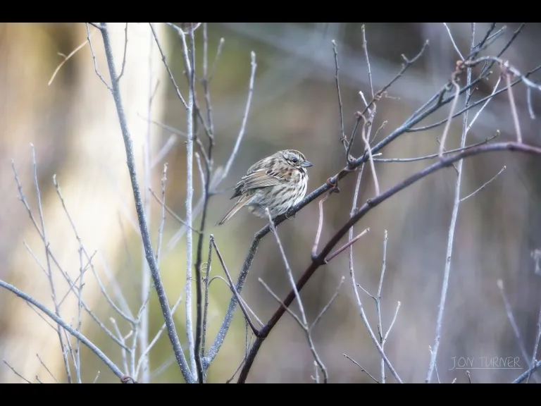 A song sparrow at Flagg Hill in Boxborough, photographed by Jon Turner.