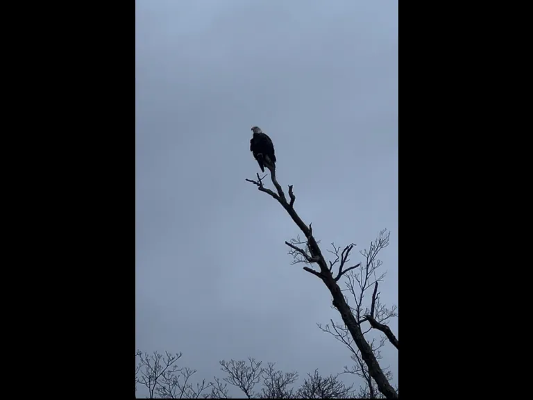 A bald eagle in Natick, photographed by Elysse Nava.