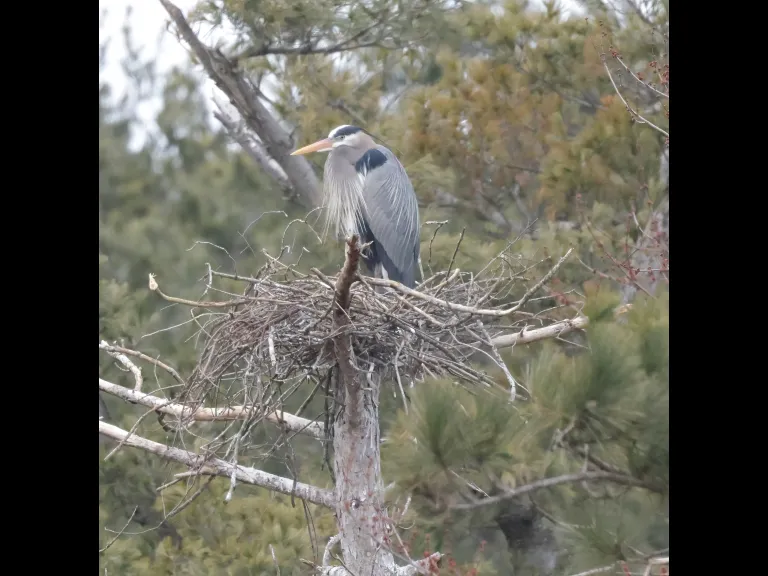 A great blue heron in Southborough, photographed by Steve Forman.